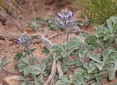 Pediomelum castoreum