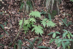 Pteris dentata