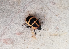 Tiridates rubrocinctus