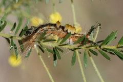 Orgyia australis