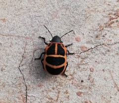 Tiridates rubrocinctus