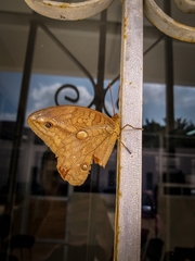 Opsiphanes boisduvallii