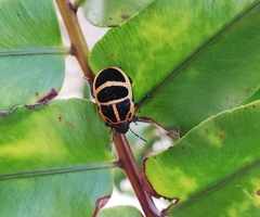 Tiridates rubrocinctus