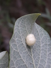 Euura pedunculi