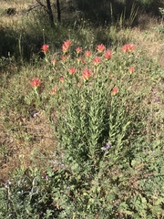 Castilleja miniata oblongifolia