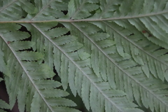 Pteris dentata