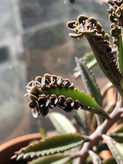 Kalanchoe