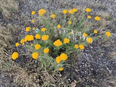 Achillea filipendulina