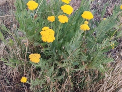 Achillea filipendulina