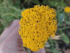 Achillea filipendulina