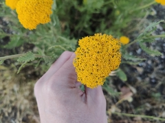 Achillea filipendulina
