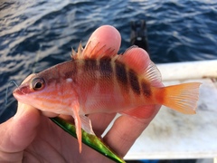 Hypoplectrodes maccullochi