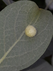 Euura pedunculi