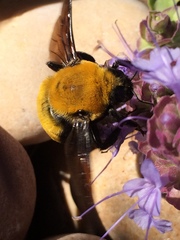 Bombus morrisoni