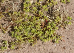 Chorizanthe procumbens