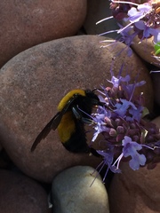 Bombus morrisoni