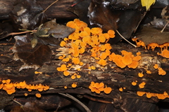 Favolaschia calocera