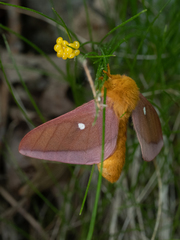 Anisota virginiensis