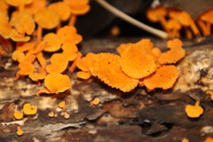 Favolaschia calocera