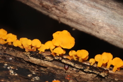Favolaschia calocera