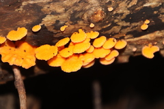 Favolaschia calocera