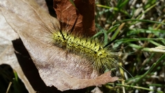 Lophocampa mixta
