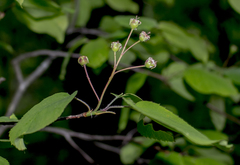 Amelanchier interior