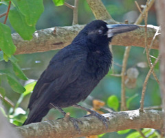 Black Butcherbird photo 5