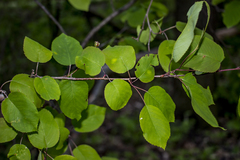 Amelanchier interior
