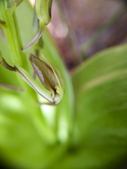 Liparis liliifolia