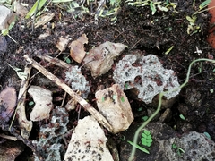 Leucoagaricus gongylophorus