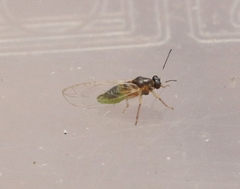 Bactericera minuta