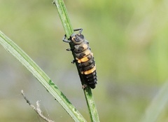 Coccinella transversalis