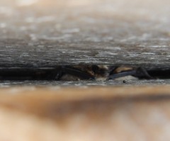 Myotis leibii