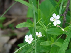 Moehringia