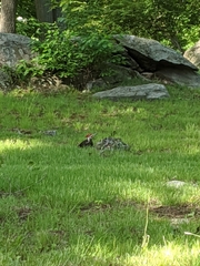 Dryocopus pileatus