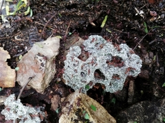 Leucoagaricus gongylophorus