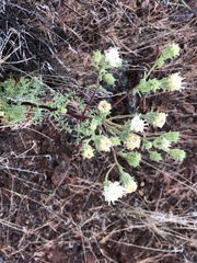 Chaenactis douglasii