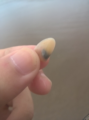 Amarilladesma mactroides