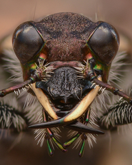 Cicindela sylvatica