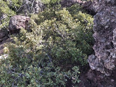 Chrysolepis sempervirens