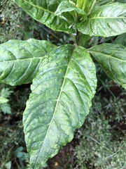 Pokeweed mosaic virus