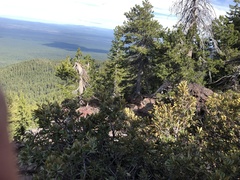 Chrysolepis sempervirens