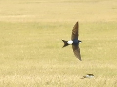 Delichon urbicum