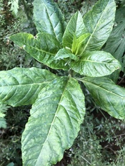 Pokeweed mosaic virus