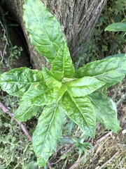 Pokeweed mosaic virus