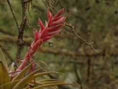 Tillandsia bourgaei