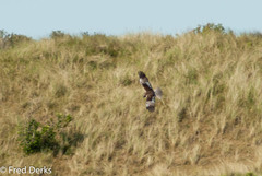 Circus aeruginosus