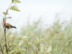 Carduelis carduelis
