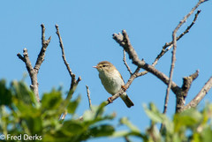Phylloscopus trochilus